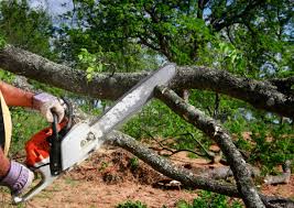 How Our Tree Care Process Works  in Edgar, WI